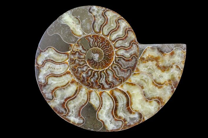 Cut & Polished Ammonite Fossil (Half) - Madagascar #166955